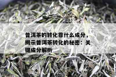 普洱茶的转化靠什么成分，揭示普洱茶转化的秘密：关键成分解析