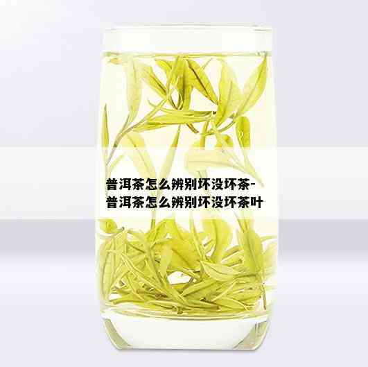 普洱茶怎么辨别坏没坏茶-普洱茶怎么辨别坏没坏茶叶