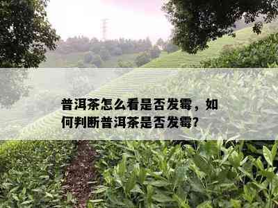 普洱茶怎么看是否发霉，如何判断普洱茶是否发霉？