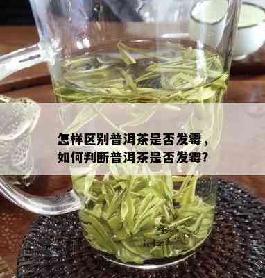 怎样区别普洱茶是否发霉，如何判断普洱茶是否发霉？