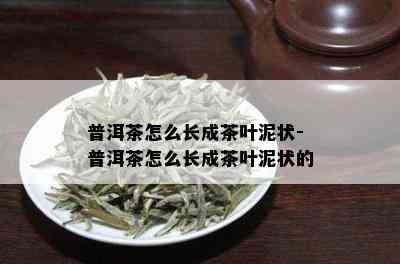 普洱茶怎么长成茶叶泥状-普洱茶怎么长成茶叶泥状的