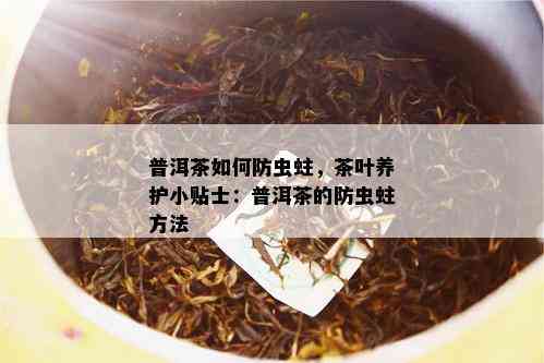 普洱茶如何防虫蛀，茶叶养护小贴士：普洱茶的防虫蛀方法