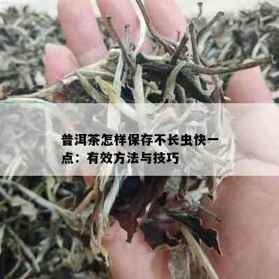 普洱茶怎样保存不长虫快一点：有效方法与技巧