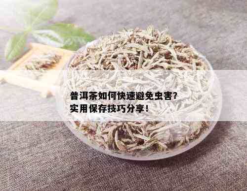 普洱茶如何快速避免虫害？实用保存技巧分享！