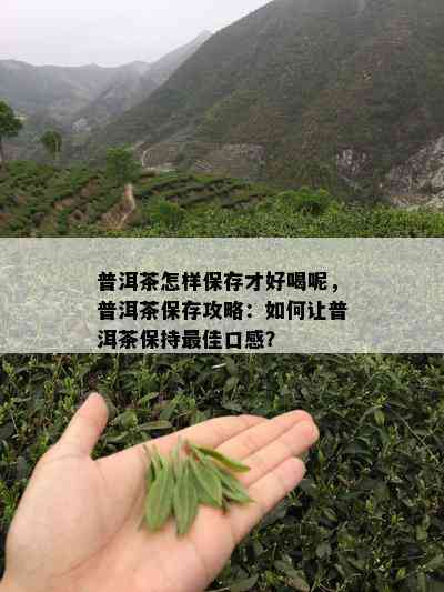 普洱茶怎样保存才好喝呢，普洱茶保存攻略：如何让普洱茶保持更佳口感？