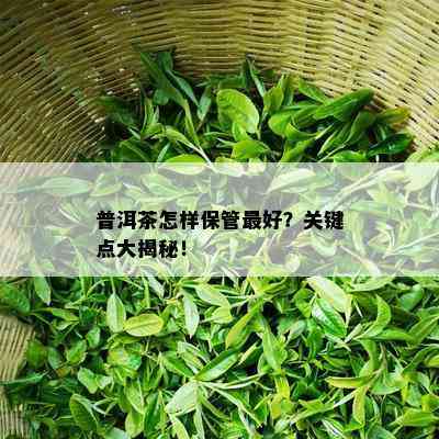 普洱茶怎样保管更好？关键点大揭秘！