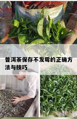 普洱茶保存不发霉的正确方法与技巧