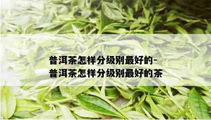 普洱茶怎样分级别更好的-普洱茶怎样分级别更好的茶