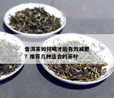 普洱茶如何喝才能有效减肥？推荐几种适合的茶叶