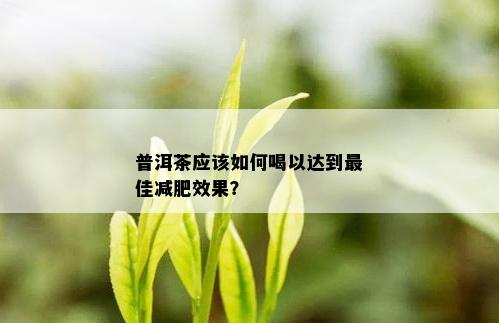 普洱茶应该如何喝以达到更佳减肥效果？