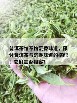 普洱茶怕不怕沉香味道，探讨普洱茶与沉香味道的搭配：它们是否相容？