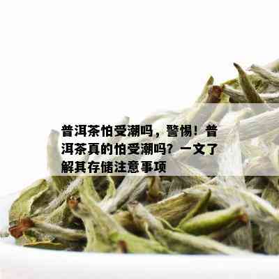 普洱茶怕受潮吗，警惕！普洱茶真的怕受潮吗？一文了解其存储注意事项