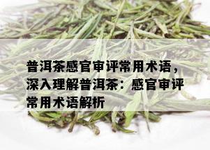 普洱茶感官审评常用术语，深入理解普洱茶：感官审评常用术语解析