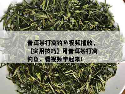 普洱茶打窝钓鱼视频播放，【实用技巧】用普洱茶打窝钓鱼，看视频学起来！