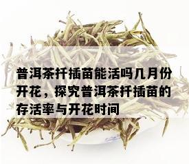 普洱茶扦插苗能活吗几月份开花，探究普洱茶扦插苗的存活率与开花时间