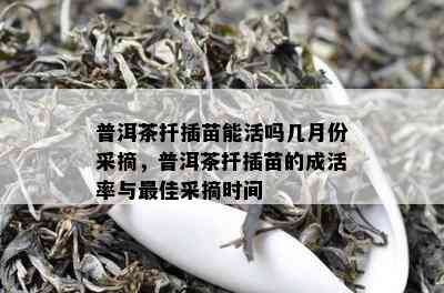 普洱茶扦插苗能活吗几月份采摘，普洱茶扦插苗的成活率与更佳采摘时间