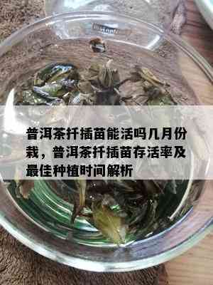 普洱茶扦插苗能活吗几月份栽，普洱茶扦插苗存活率及更佳种植时间解析