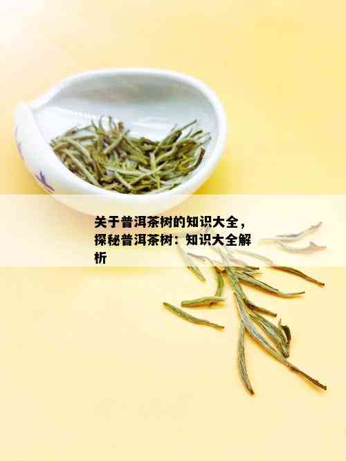 关于普洱茶树的知识大全，探秘普洱茶树：知识大全解析