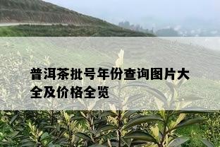 普洱茶批号年份查询图片大全及价格全览