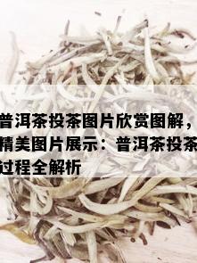 普洱茶投茶图片欣赏图解，精美图片展示：普洱茶投茶过程全解析