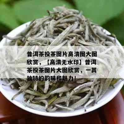 普洱茶投茶图片高清图大图欣赏，【高清无水印】普洱茶投茶图片大图欣赏，一其独特的韵味和魅力！