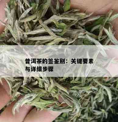 普洱茶的签鉴别：关键要素与详细步骤