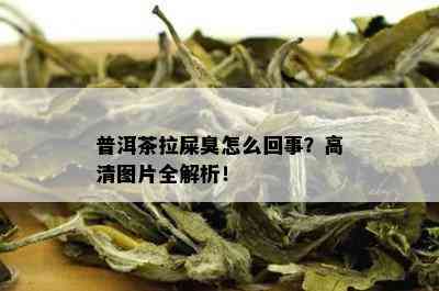 普洱茶拉屎臭怎么回事？高清图片全解析！