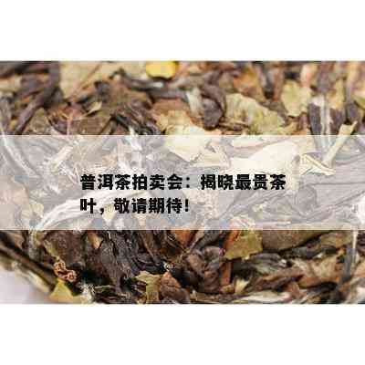 普洱茶拍卖会：揭晓最贵茶叶，敬请期待！