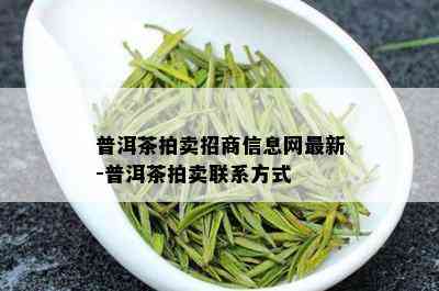 普洱茶拍卖招商信息网最新-普洱茶拍卖联系方式