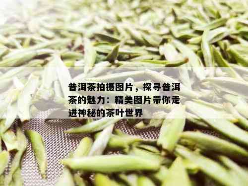 普洱茶拍摄图片，探寻普洱茶的魅力：精美图片带你走进神秘的茶叶世界