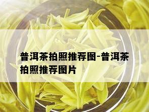 普洱茶拍照推荐图-普洱茶拍照推荐图片