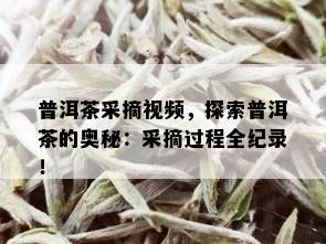 普洱茶采摘视频，探索普洱茶的奥秘：采摘过程全纪录！