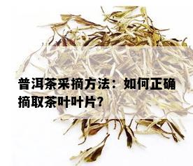 普洱茶采摘方法：如何正确摘取茶叶叶片？