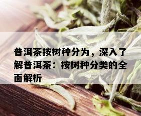 普洱茶按树种分为，深入了解普洱茶：按树种分类的全面解析