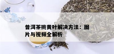 普洱茶挑黄叶解决方法：图片与视频全解析