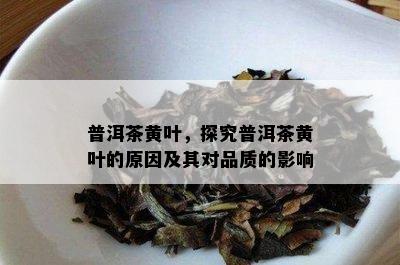 普洱茶黄叶，探究普洱茶黄叶的原因及其对品质的影响