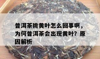 普洱茶挑黄叶怎么回事啊，为何普洱茶会出现黄叶？原因解析