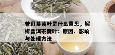 普洱茶黄叶是什么意思，解析普洱茶黄叶：原因、影响与处理方法