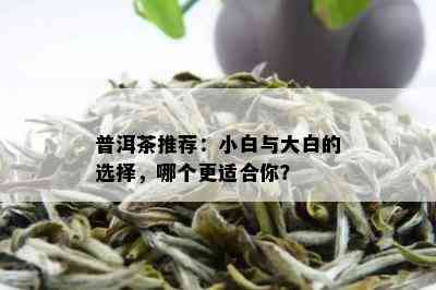 普洱茶推荐：小白与大白的选择，哪个更适合你？