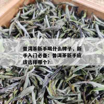 普洱茶新手喝什么牌子，新手入门必备：普洱茶新手应该选择哪个？