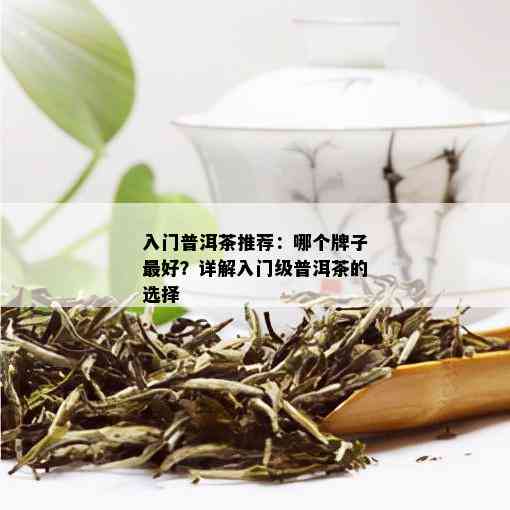 入门普洱茶推荐：哪个牌子更好？详解入门级普洱茶的选择