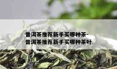 普洱茶推荐新手买哪种茶-普洱茶推荐新手买哪种茶叶