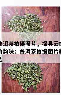 普洱茶拍摄图片，探寻云南的韵味：普洱茶拍摄图片精选