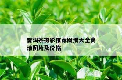 普洱茶摄影推荐图册大全高清图片及价格