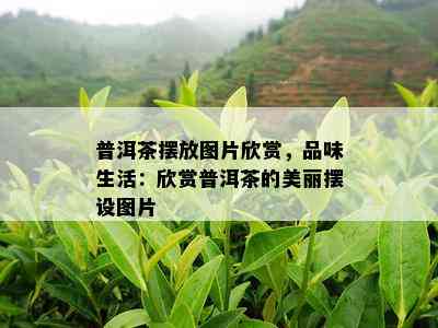 普洱茶摆放图片欣赏，品味生活：欣赏普洱茶的美丽摆设图片