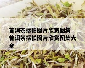 普洱茶摆拍图片欣赏图集-普洱茶摆拍图片欣赏图集大全