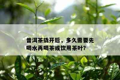 普洱茶撬开后，多久需要先喝水再喝茶或饮用茶叶？