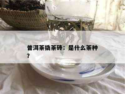 普洱茶撬茶砖：是什么茶种？