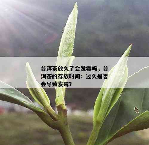 普洱茶放久了会发霉吗，普洱茶的存放时间：过久是否会导致发霉？