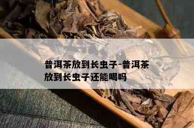 普洱茶放到长虫子-普洱茶放到长虫子还能喝吗